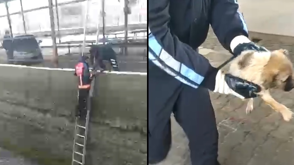 Buz gibi suda donmak üzere olan yavru köpeği itfaiye kurtardı