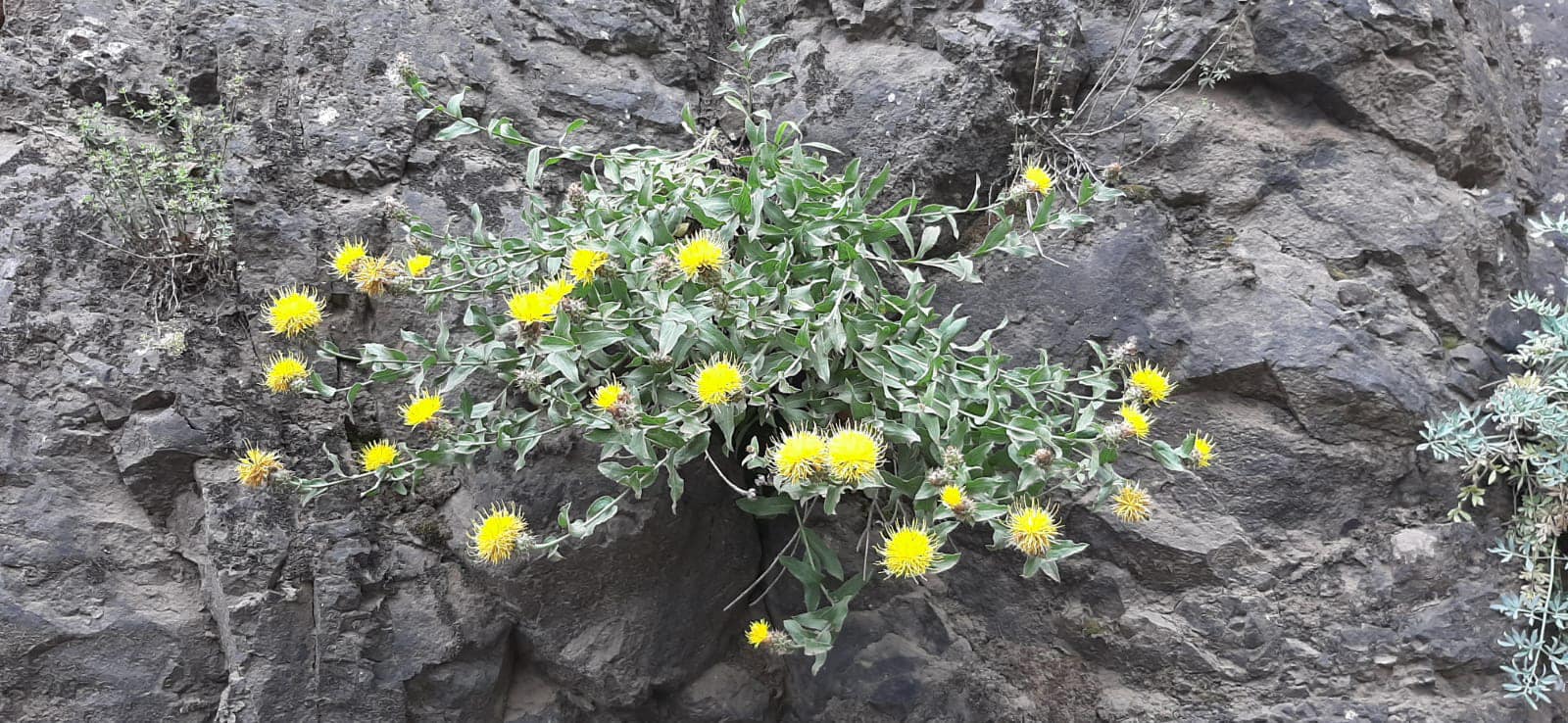 Çiçeği duyan görmeye geliyor