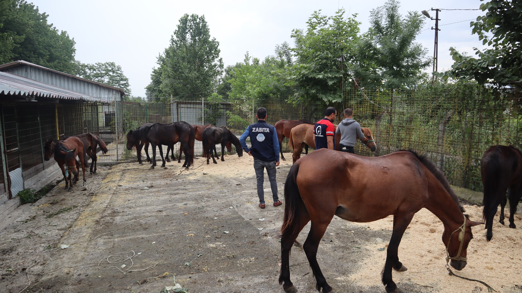 Bakın Bu Atlar Ne Olacaktı