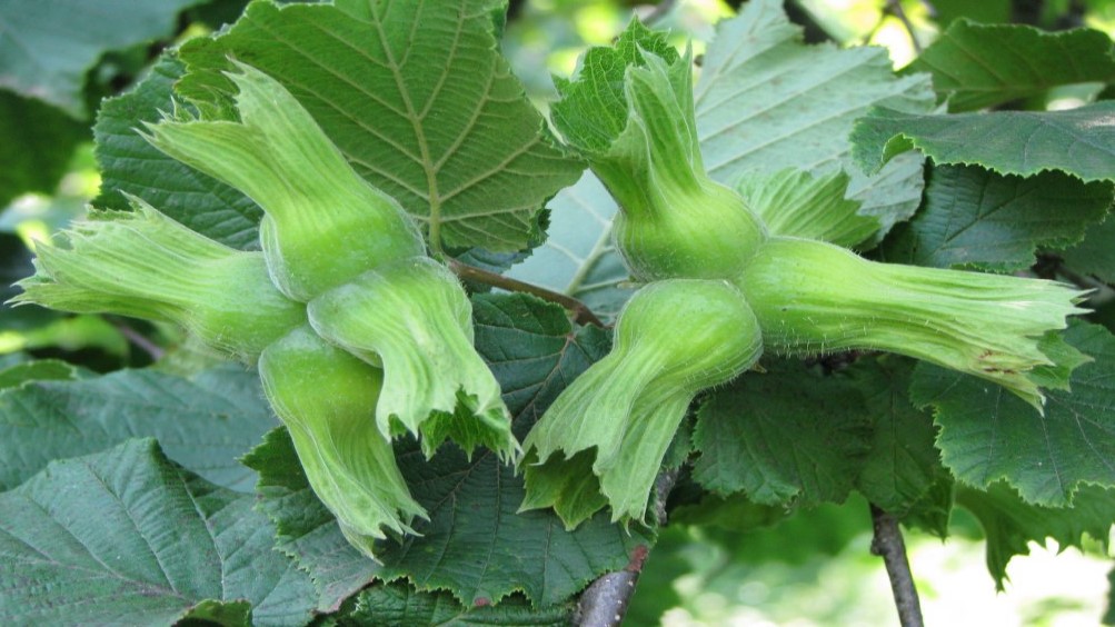Fındık hasat tarihleri belli oldu