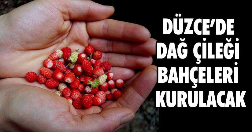 Düzce’de Dağ Çileği Bahçeleri Kurulacak