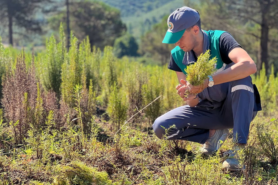 Tıbbi aromatik bitkilerin hasatı basladı