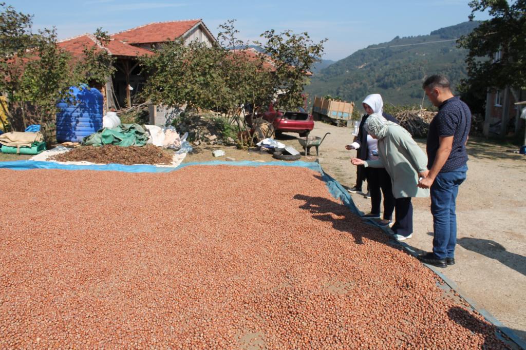 Organik Fındığın Hasadı Başladı