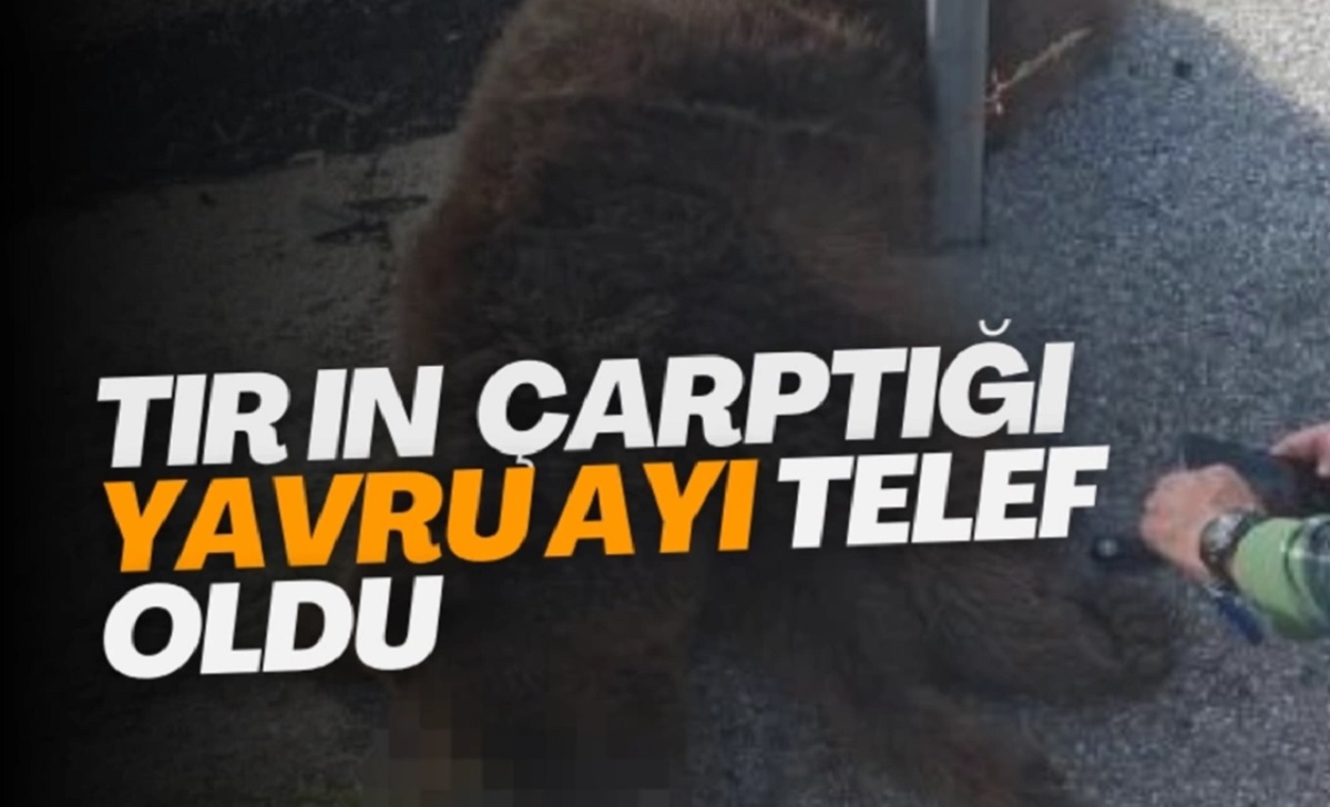 TIRIN ÇARPTIĞI YAVRU AYI TELEF OLDU