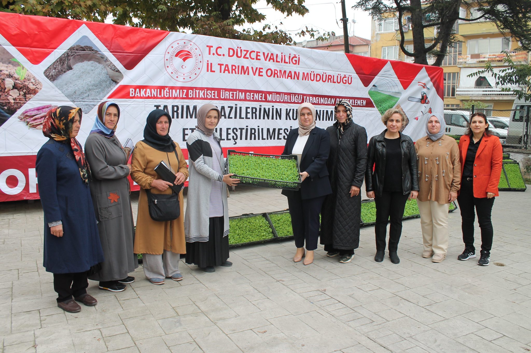 350 BİN MARUL FİDESİ DAĞITILDI