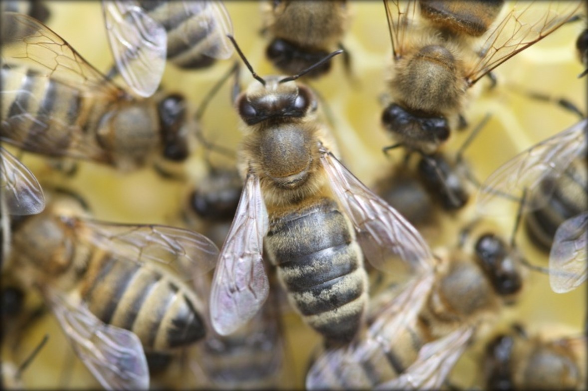 BİTKİSEL GIDALARIN YÜZDE 30’DAN SORUMLU