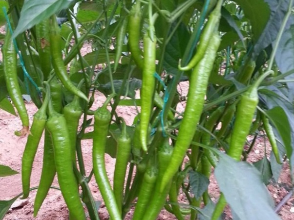 Fideler bu gübre ile daha çabuk büyüyor