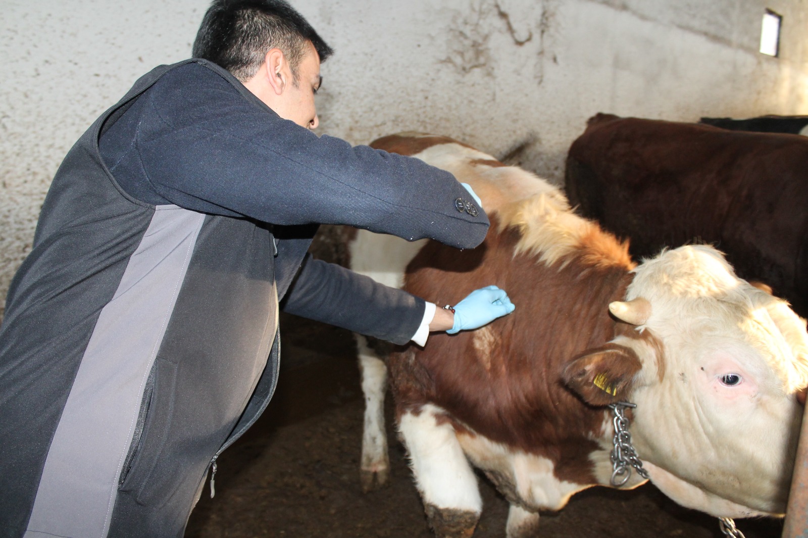 57 bin 480 büyükbaş hayvan aşılanacak