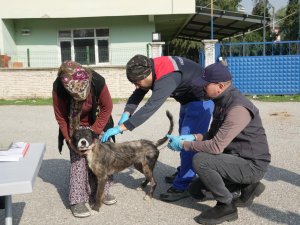 Düzce’de 175 köpek yerinde sahiplendirildi