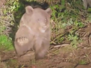 Dikenli tellerde mahsur kalan ayı kurtarıldı