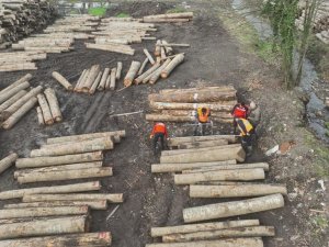 Düzce'den 11 bin 596,5 ton orman ürünü ihraç edildi