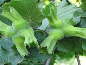 Fındık ihracatı geçen yılın altında kaldı