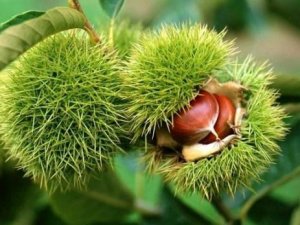 Bakanlık yüzde 75 destek veriyor