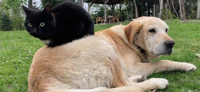 Kedi köpek maması ihracatı bin tonu geçti