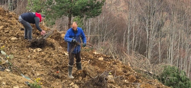 Kestane üretimi arttırılacak