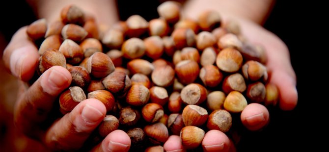 Düzce'den iki ayda bin 837 ton fındık ihraç edildi