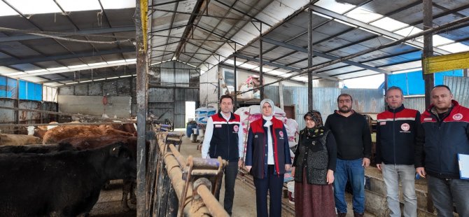 Düzce’de kadın yetiştiriciye etçi ırk düve desteği