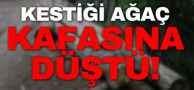 Kestiği ağaç üstüne düştü yaralandı