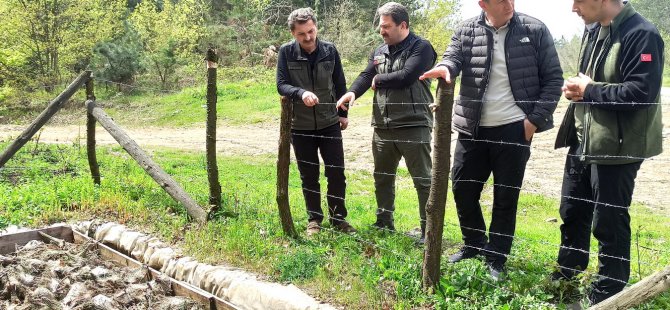 Çam Kese böceğiyle mücadele başladı