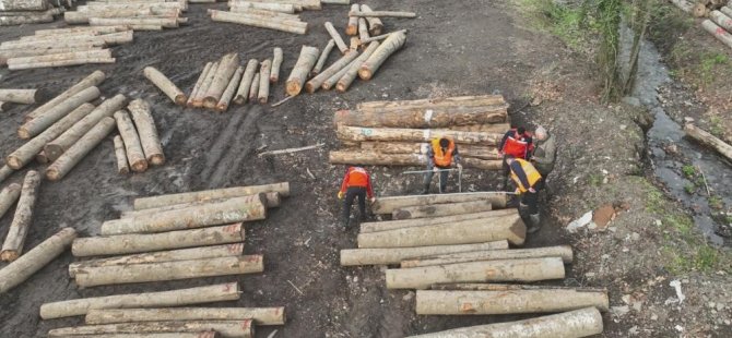 Düzce'den 3 bin 400 ton orman ürünü ihraç edildi