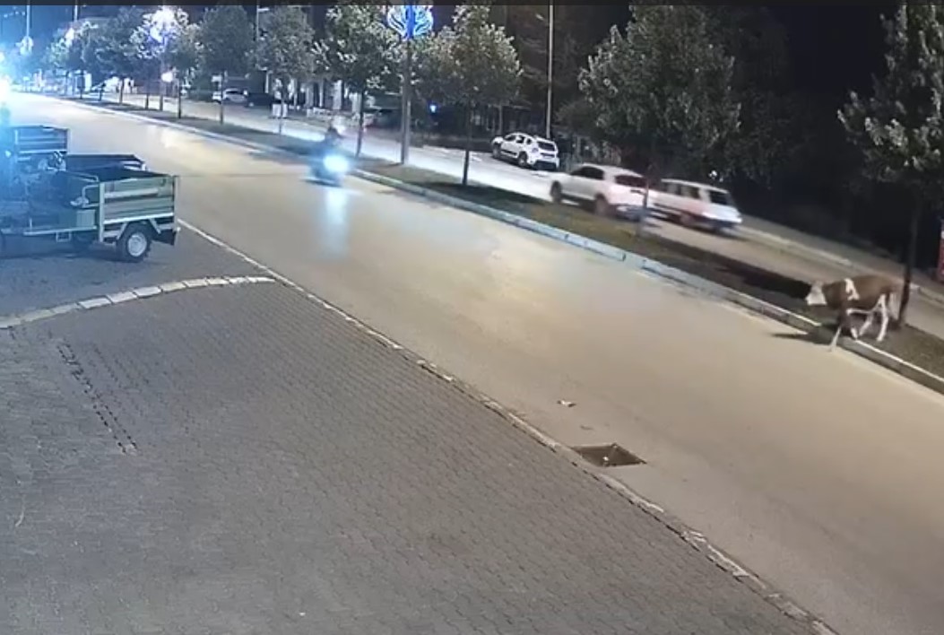 Motosikletle büyükbaş hayvana çarptı o anlar güvenlik kamerasına yansıdı