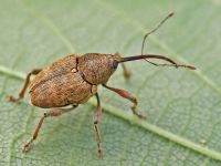 FINDIK KURDU TEHLİKESİ