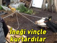 İneği vinçle kurtardılar