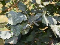 Küllenme hastalığına dikkat