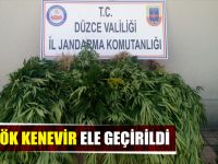 81 KÖK KENEVİR ELE GEÇİRİLDİ