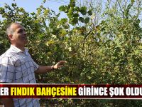 FINDIK BAHÇESİNE GİREN İŞÇİLER ŞOK OLDULAR