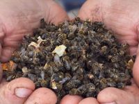 Ölüsü bile şifa kaynağı…