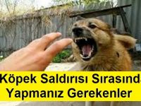 Köpek Saldırısı Sırasında Yapmanız ve Yapmamanız Gereken 7 Şey