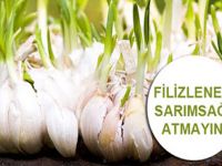 Bunu Öğrendikten Sonra Filizlenen Sarımsakları Asla Çöpe Atmayacaksınız