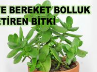 BEREKET BOLLUK GETİREN BİTKİDEN HER EVE LAZIM