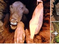 Ağacın içinden çıktı! Uzmanlar bile inanamadı…