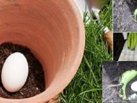 SAKSININ DİBİNE YUMURTA KOYDU. 6 HAFTA SONRA OLANLARA İNANAMAYACAKSINIZ!