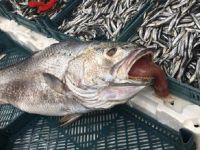 BU BALIĞIN ÖYLE BİR ÖZELLİĞİ VAR Kİ