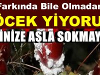 HERKES EVİNDE FARKINDA OLMADAN BÖCEK YİYOR! EVİNİZE BU ÜRÜNLERİ SOKMAYIN
