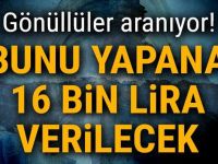 GÖNÜLLÜLER ARANIYOR! BUNU YAPANA 16 BİN LİRA VERİLECEK