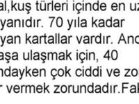 Kartal,kuş türleri içinde