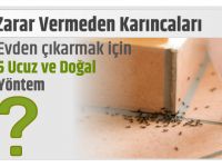 Zarar Vermeden Karıncaları Evden çıkarmak için 5 Ucuz ve Doğal Yöntem