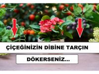 Çiçeğinizin dibine tarçın dökerseniz…