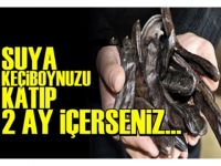 Keçiboynuzu Katıp 2 Ay İçin