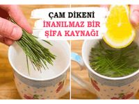 Çam Dikeni Kullanmayı Bilene Şifa Kaynağı