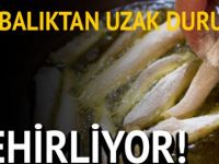 Bu Balıklardan Uzak Durun ! “Z-EHİRLİYORLAR”