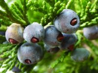 K-a-ndaki İltihabı Yok Eden Doğa Üstü Meyve