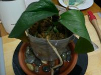 Orkideniz 2 Hafta İçinde Hayata Dönsün