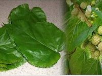 Bronşit, boğaz hastalıkları, kuru öksürük, kalp sağlığı, kabızlık, aşırı gerginlik ve kasılma için dut yaprağı tam anlamıyla bir şifa kaynağı peki nasıl kullanılır?