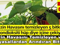 Evin Havasını Temizleyen ve Kimyasallardan Arındıran Bitkiler