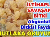 Akgünlük Bitkisi Faydaları